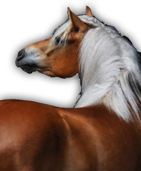 paard-zadel